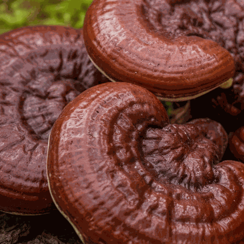 Reishi Mushroom Powder Australia | YG Mushrooms-3