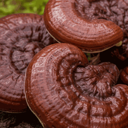 Reishi Mushroom Powder Australia | YG Mushrooms-3