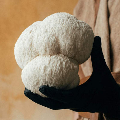 Lion’s Mane Mushroom Powder Australia | YG Mushrooms-3